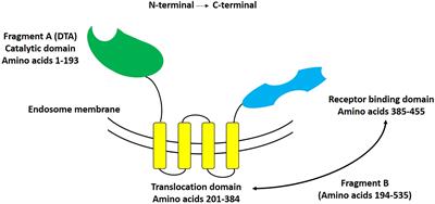 Targeted Diphtheria Toxin-Based Therapy: A Review Article